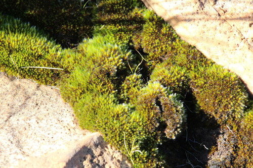 Campylopus pilifer observed 2026-05-15