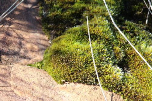 Campylopus pilifer observed 2026-05-15