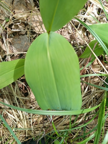 European lily of the valley
