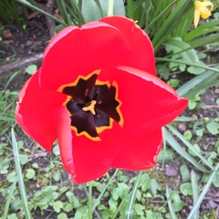 Tulipa