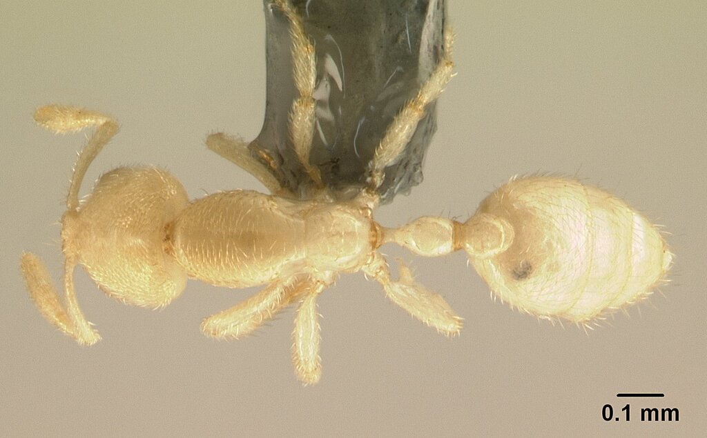 Anillomyrma