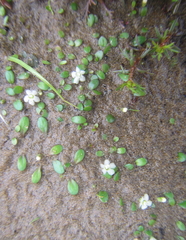 Glossostigma elatinoides