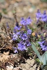Veronica capsellicarpa
