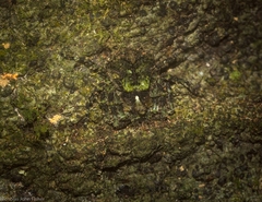 Stephanopis carcinoides