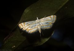 Parapoynx villidalis
