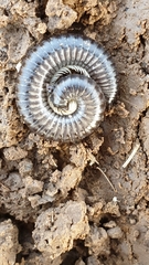 Rossiulus kessleri