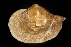 Titanostrombus goliath