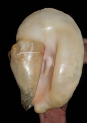 Titanostrombus goliath