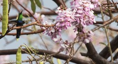 Eulampis holosericeus