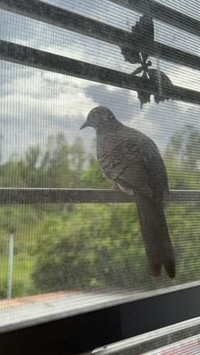 Zebra Dove