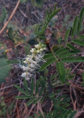 Acaciella