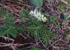 Acaciella