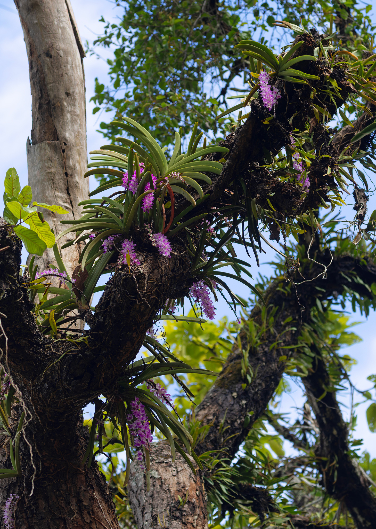 Aerides multiflora Roxb. 3