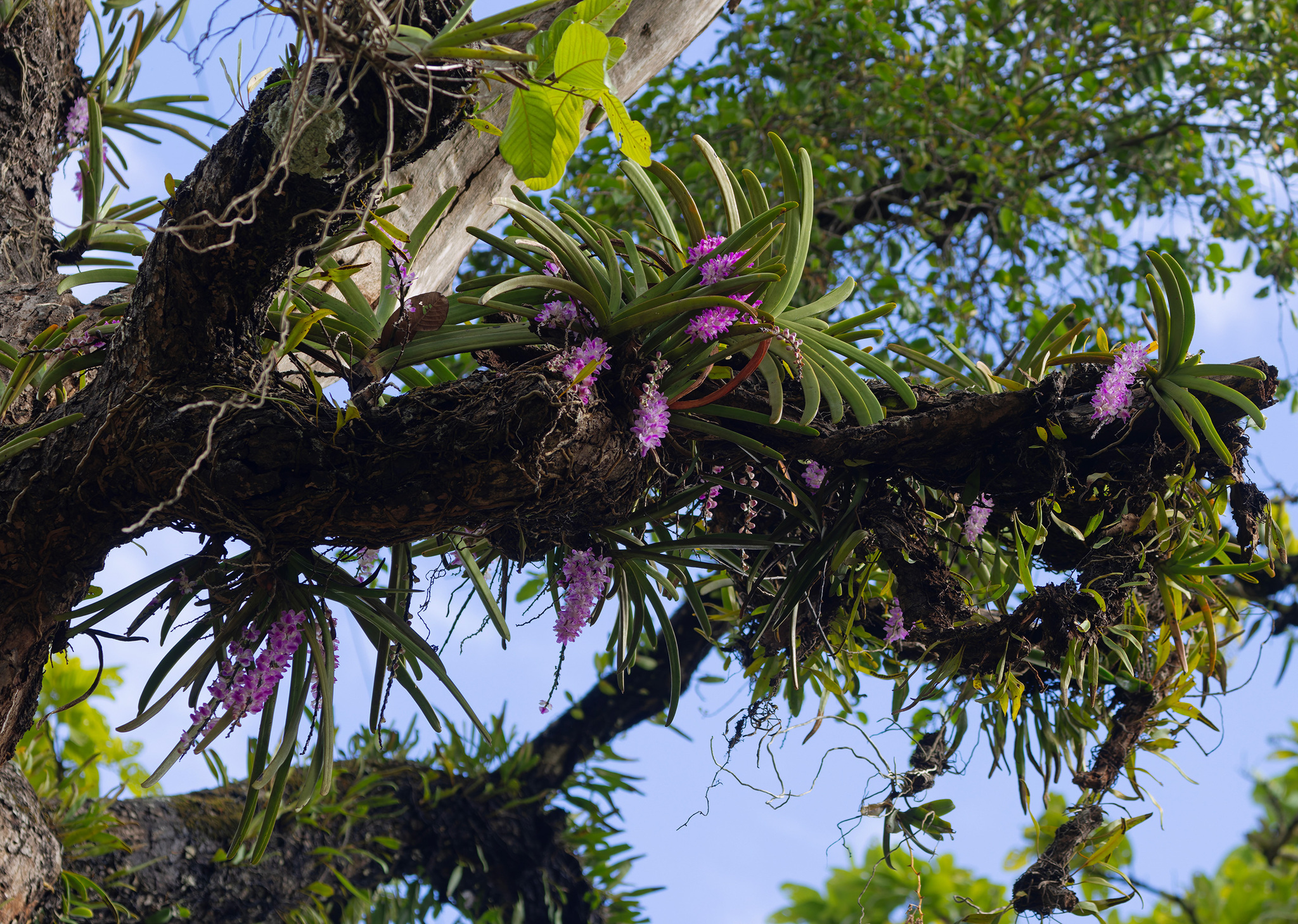 Aerides multiflora Roxb. 2