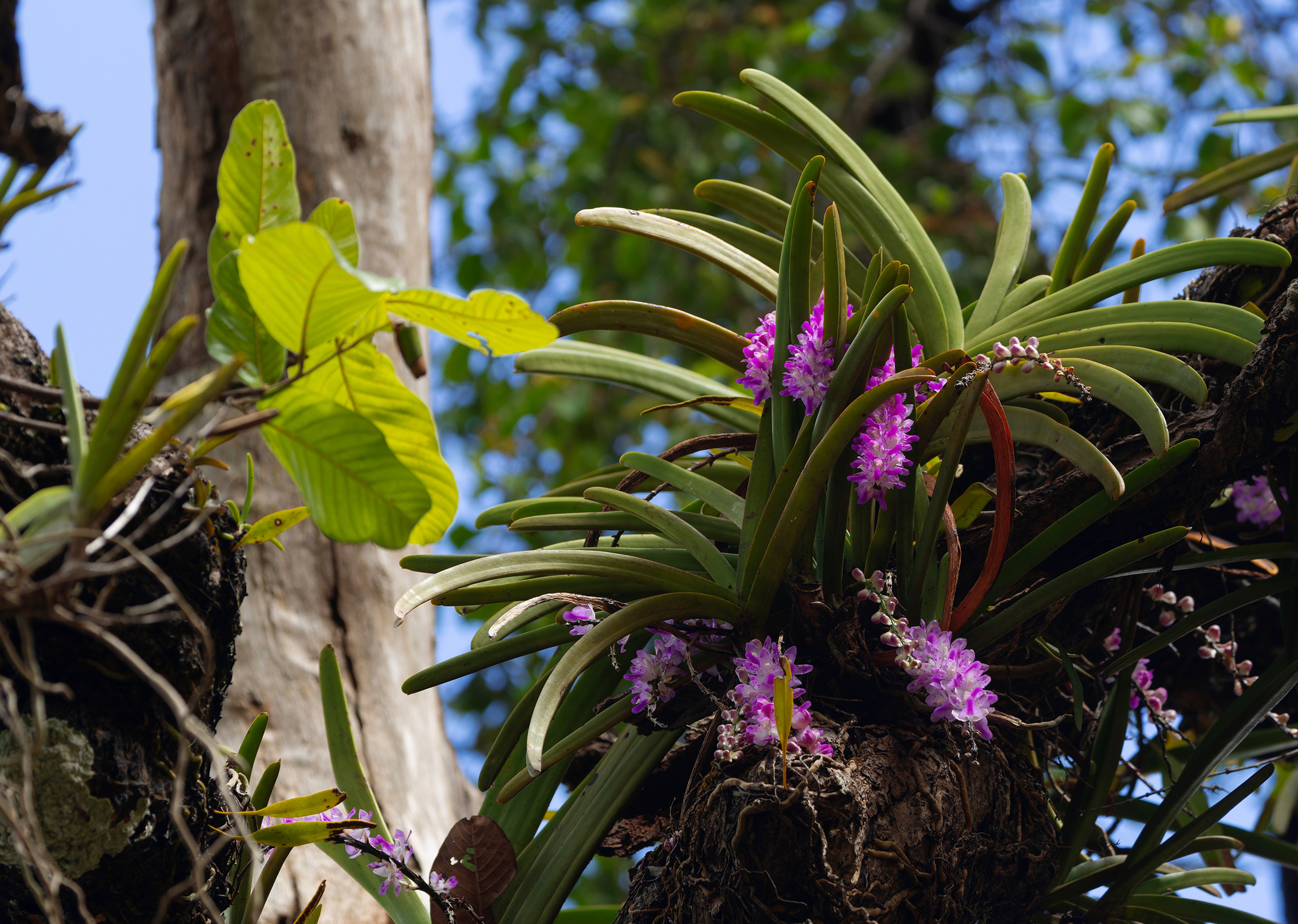 Aerides multiflora Roxb.