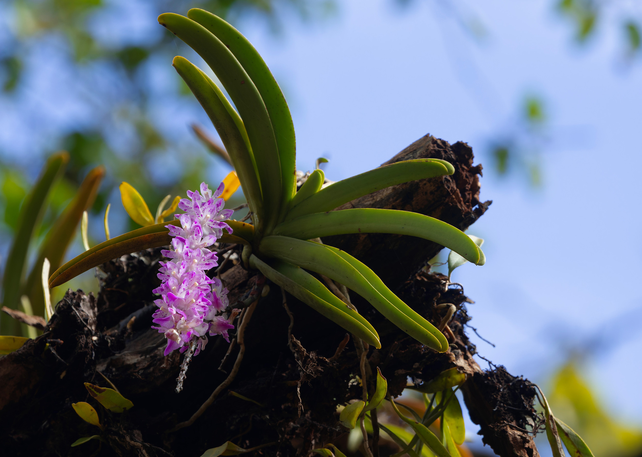 Aerides multiflora Roxb. 4