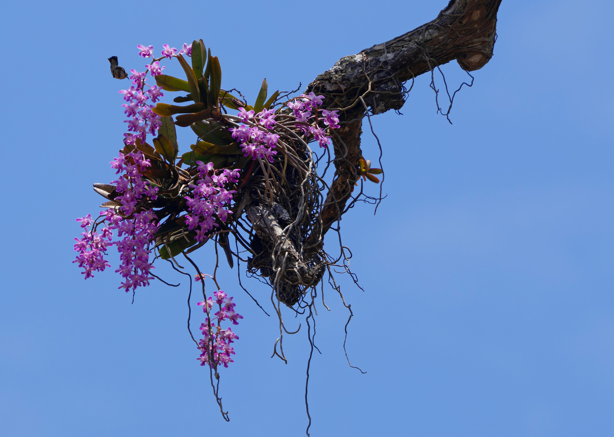 Aerides