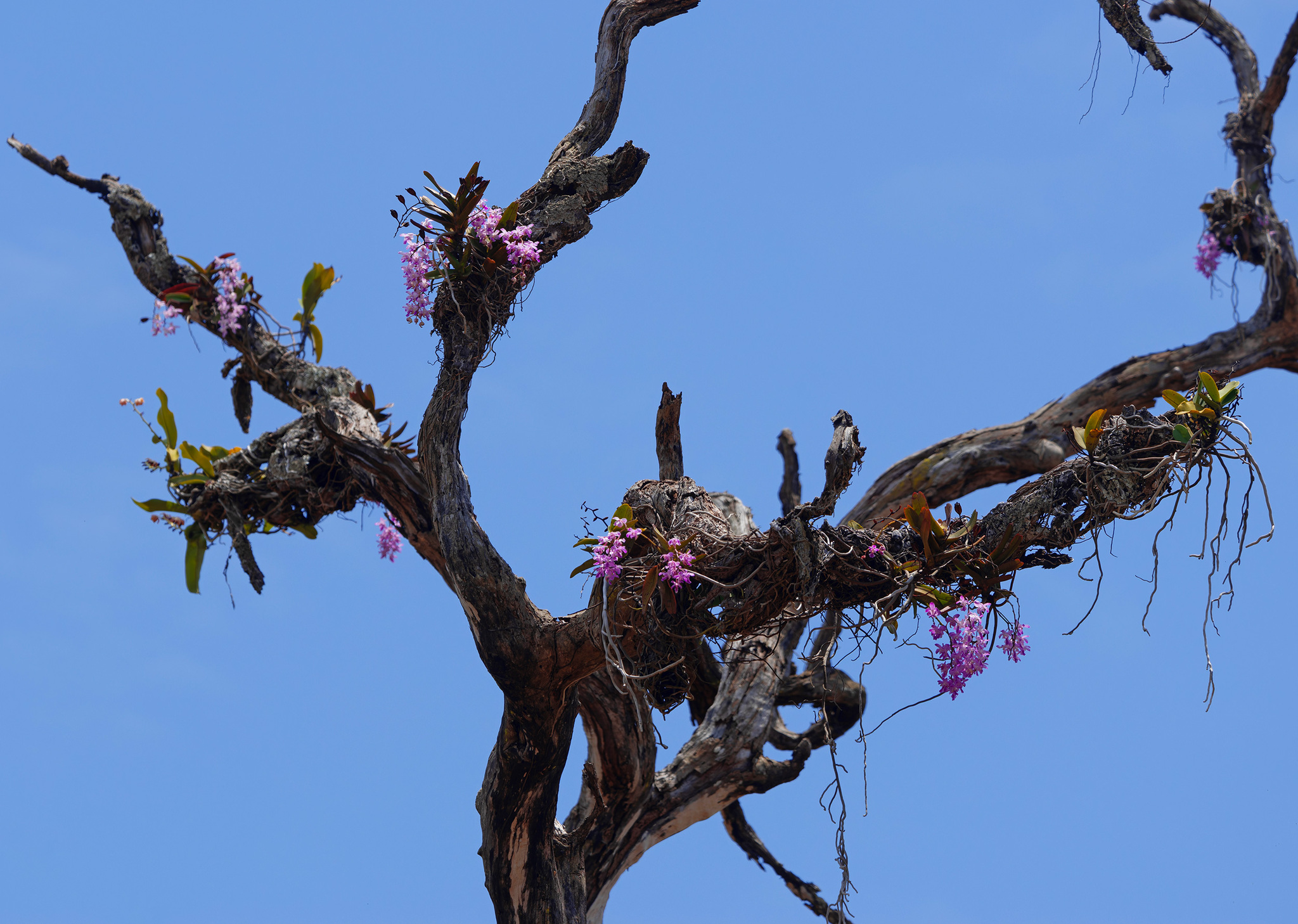 Aerides crassifolia C.S.P.Parish & Rchb.f. 3