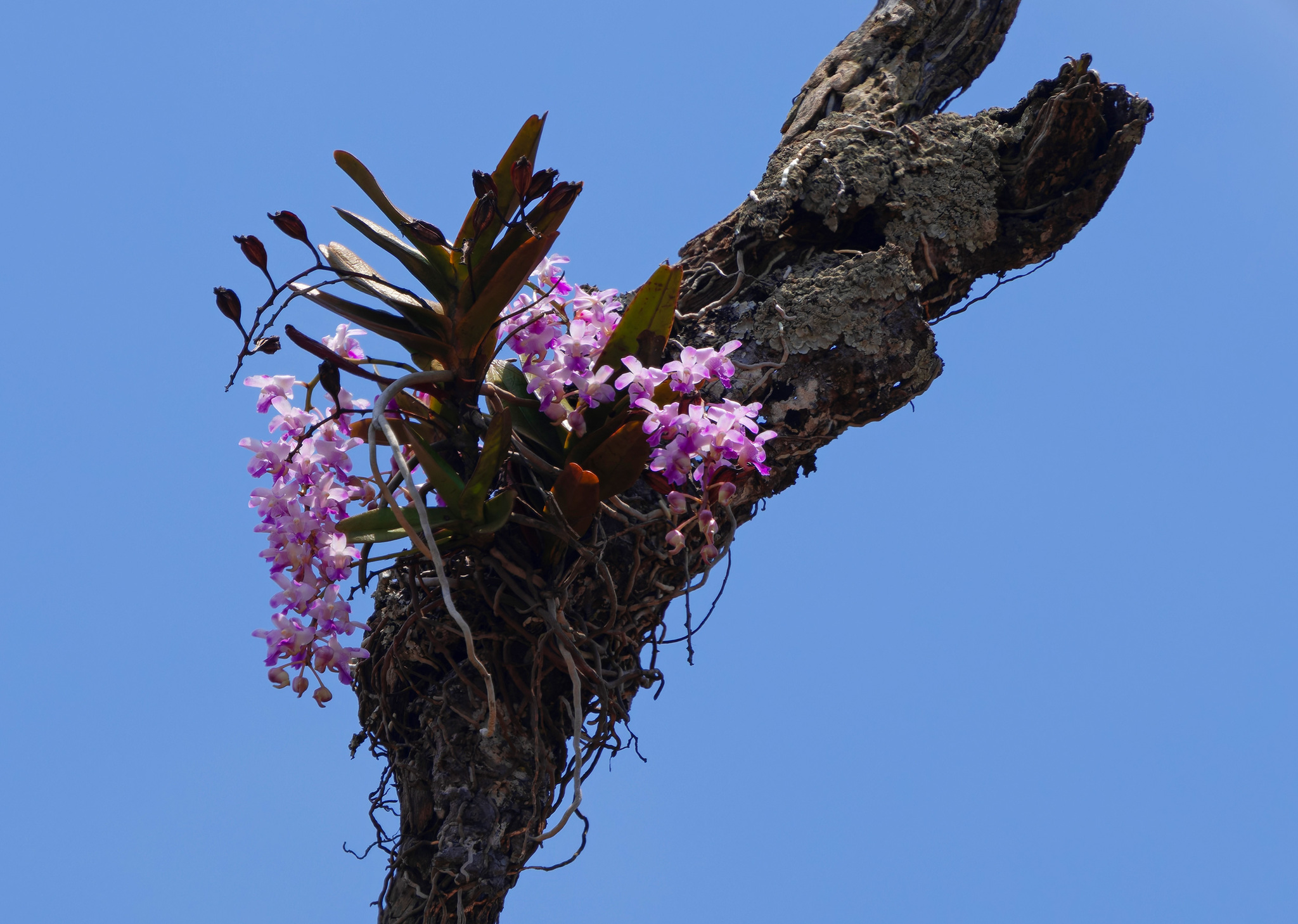 Aerides crassifolia C.S.P.Parish & Rchb.f. 2