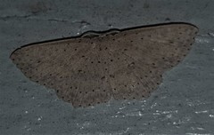 Cyclophora turneri