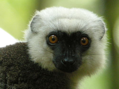 White-fronted Brown Lemur