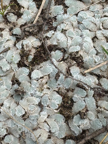 Exormotheca pustulosa