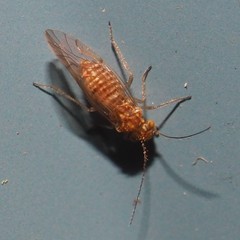 Lachesillidae