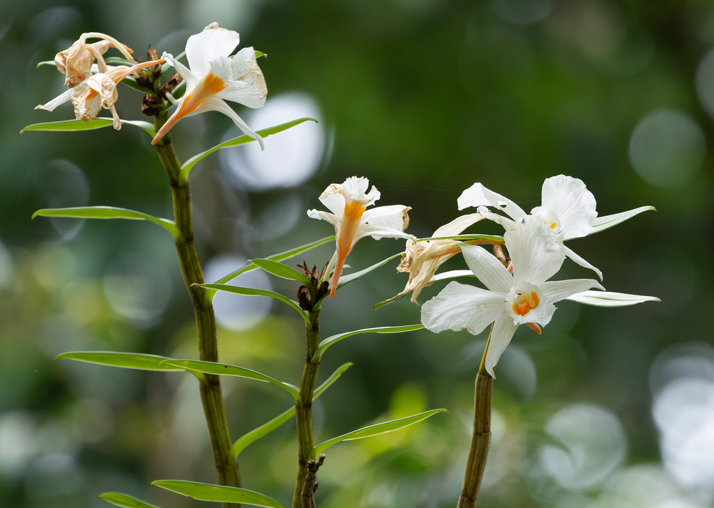 Dendrobium infundibulum Lindl.