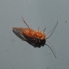 Lachesillidae
