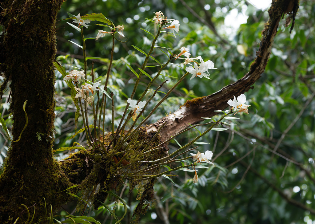 Dendrobium infundibulum Lindl. 2