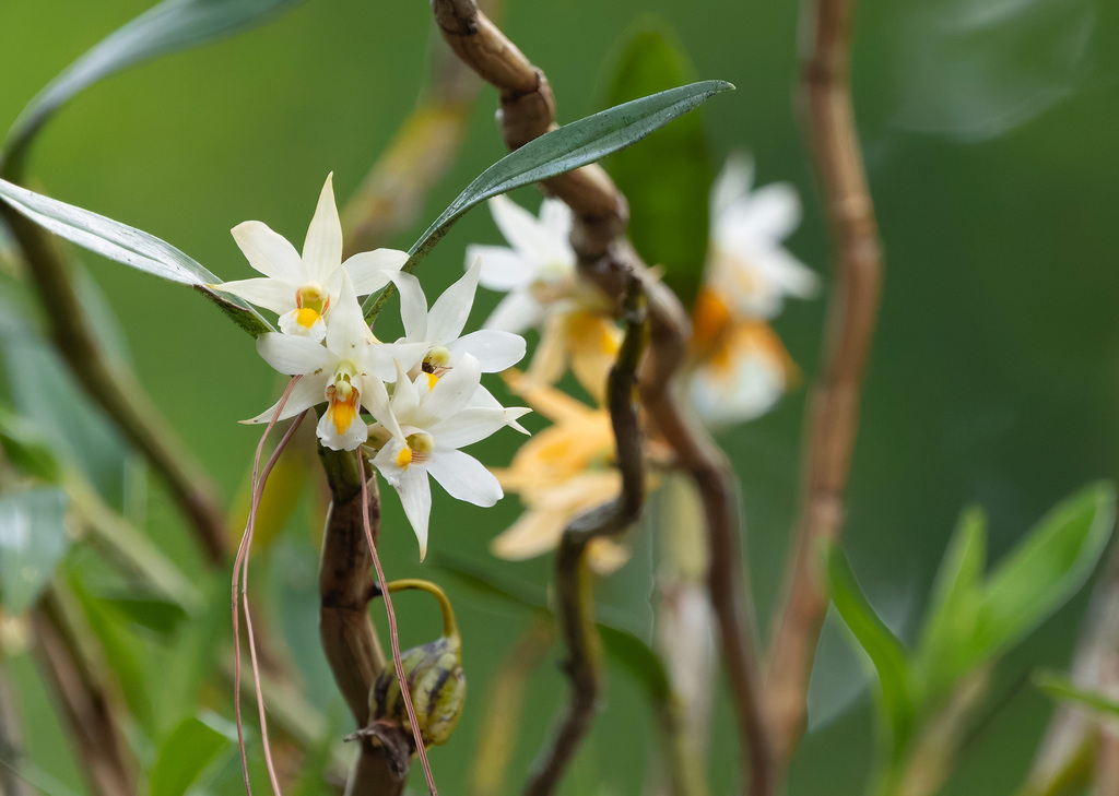 Dendrobium sutepense Rolfe ex Downie 4