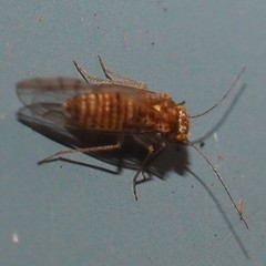 Lachesillidae