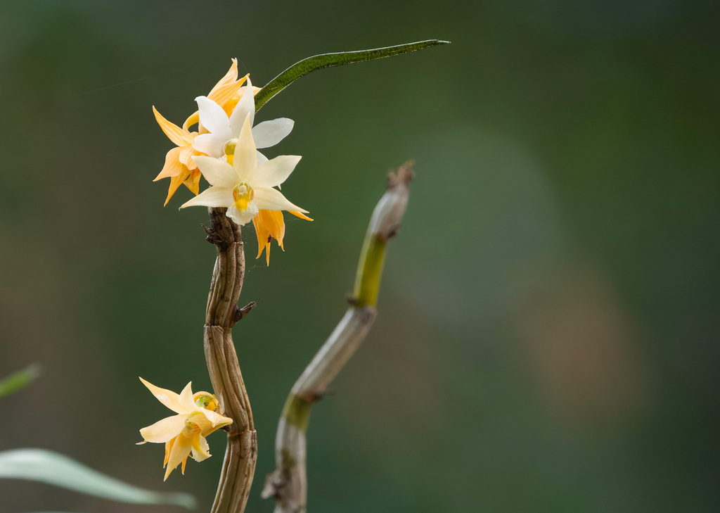 Dendrobium sutepense Rolfe ex Downie 3