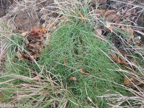 Zoysia pacifica