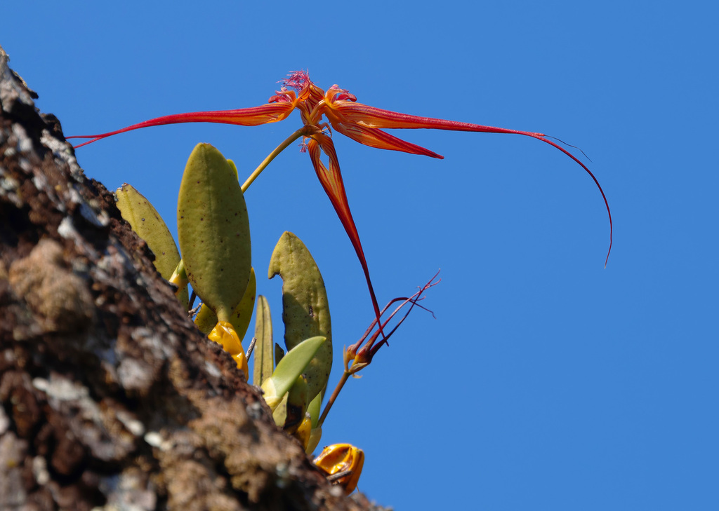 Bulbophyllum wendlandianum (Kraenzl.) Dammer 4