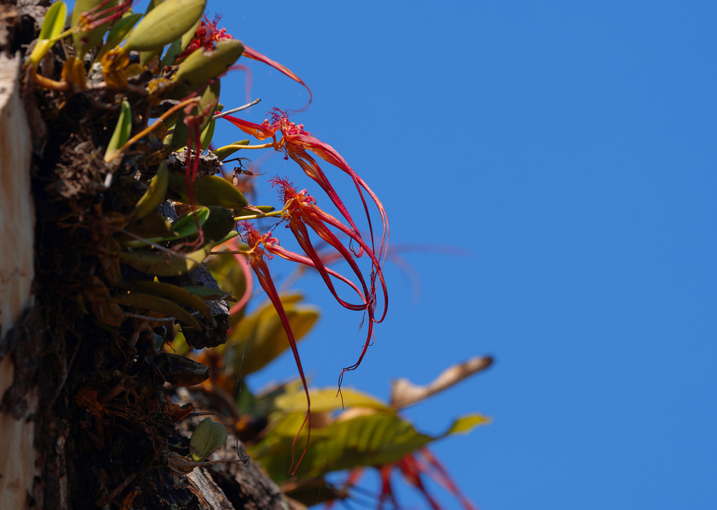 Bulbophyllum wendlandianum (Kraenzl.) Dammer 3