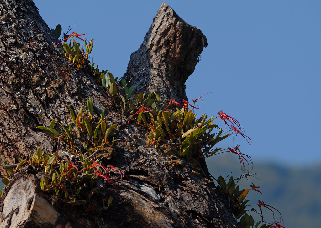 Bulbophyllum wendlandianum (Kraenzl.) Dammer 2