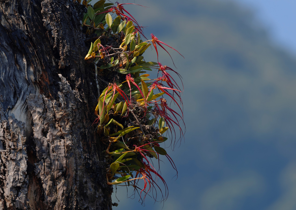 Bulbophyllum wendlandianum (Kraenzl.) Dammer