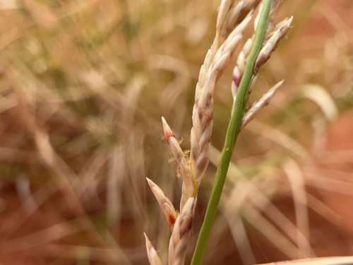 Eragrostis xerophila observed 2026-05-15