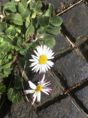 Bellis perennis