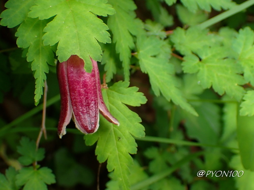 Clematis japonica iNat (3)