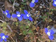 Veronica glauca