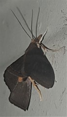 Hemiscopis violacea