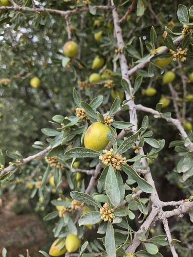 Argan tree