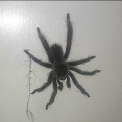 Eupalaestrus crassimetatarsis