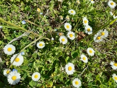 Bellis perennis
