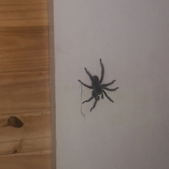 Eupalaestrus crassimetatarsis