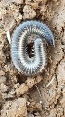 Rossiulus kessleri