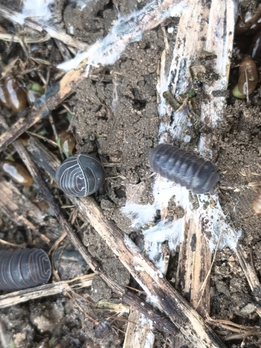 Armadillo officinalis