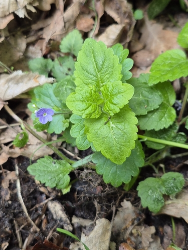 Wood Speedwell